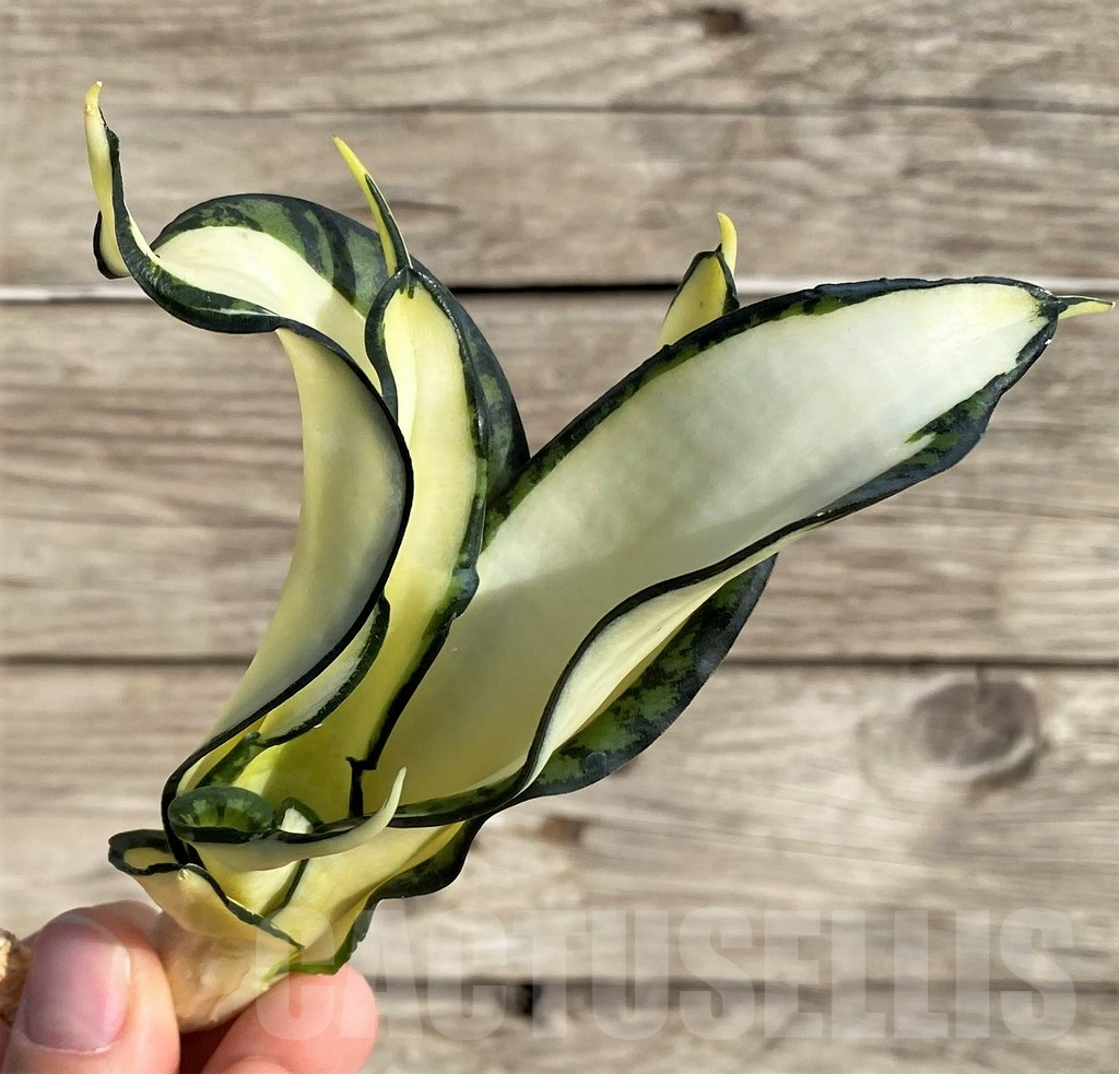 SHPR33997 Sansevieria ‘Golden Wendy’ - Image 2