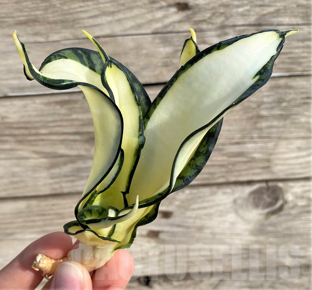 SHPR33997 Sansevieria ‘Golden Wendy’