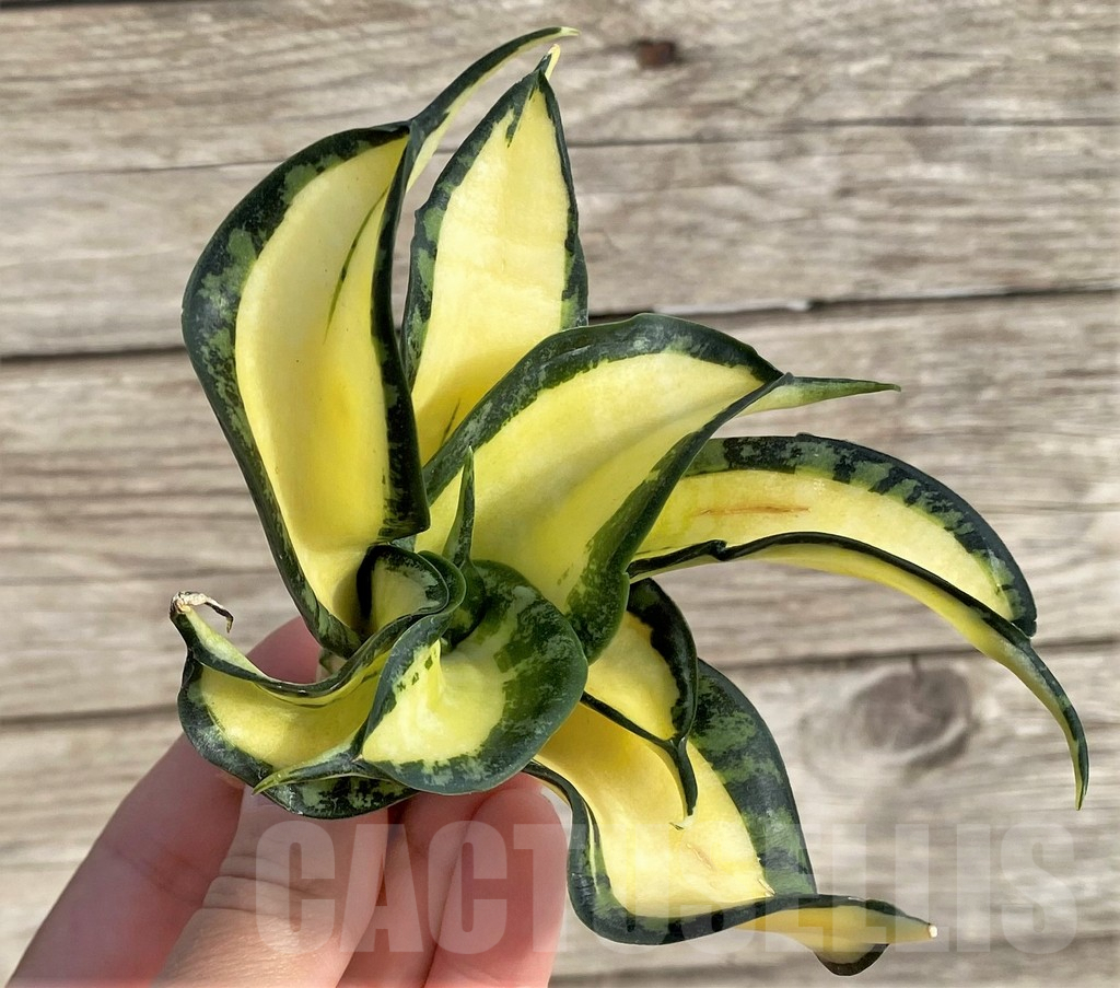 SHPR33998 Sansevieria ‘Golden Wendy’