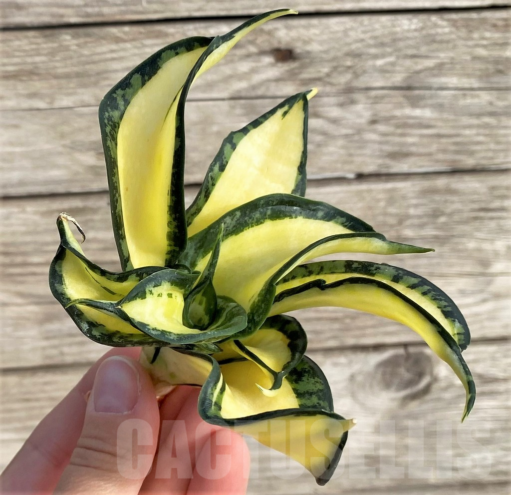 SHPR33998 Sansevieria ‘Golden Wendy’ - Image 2