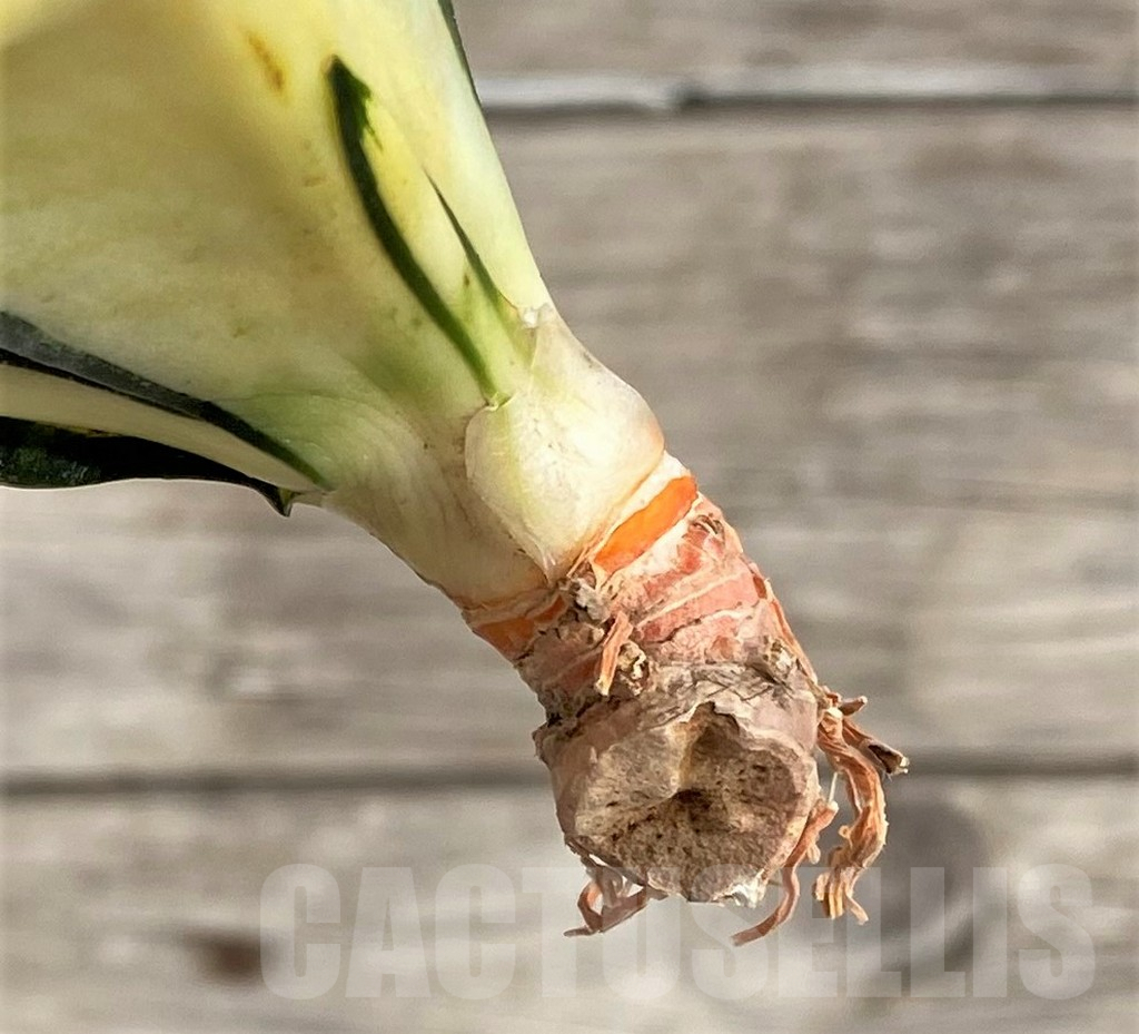 SHPR33998 Sansevieria ‘Golden Wendy’ - Image 3