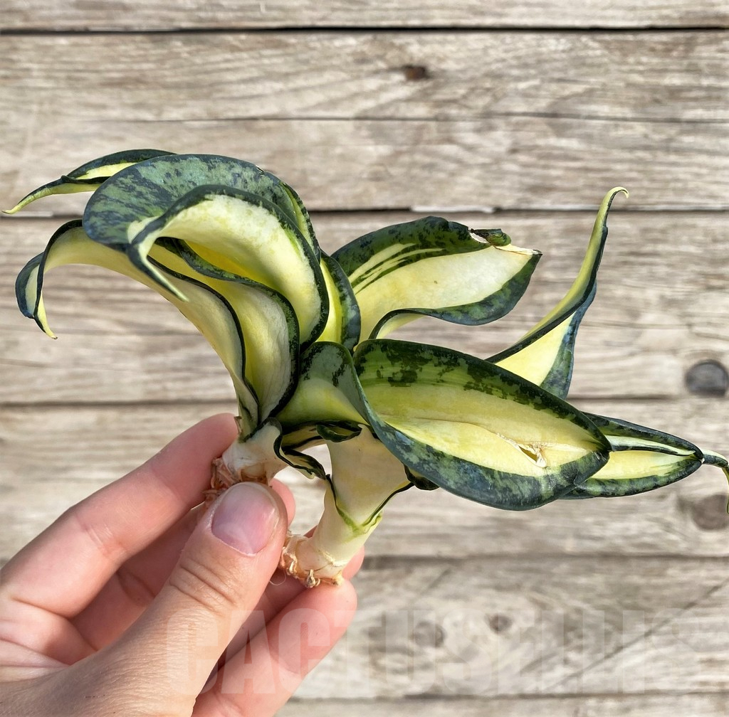 SHPR33999 Sansevieria ‘Golden Wendy’ - Image 2