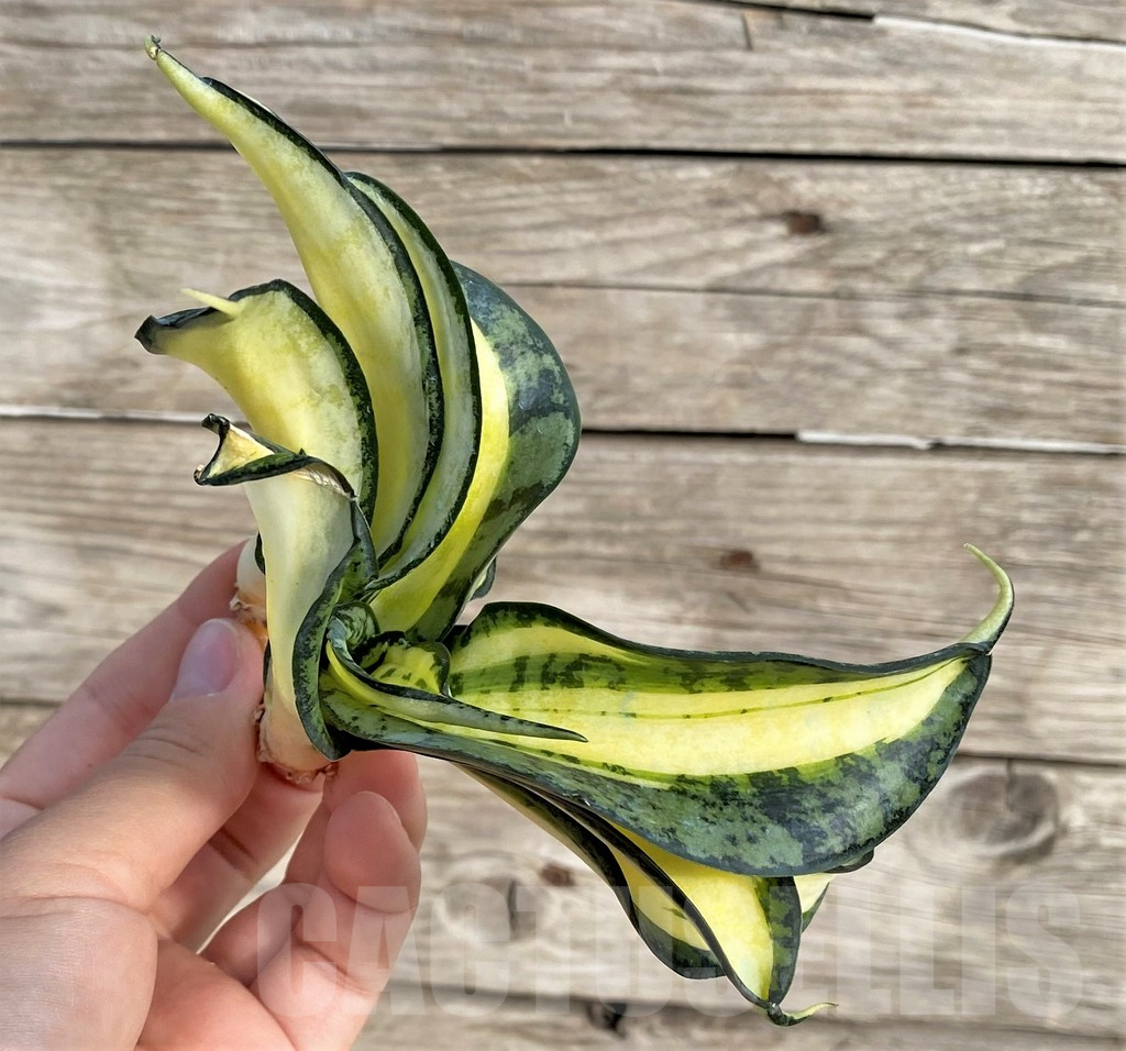 SHPR33999 Sansevieria ‘Golden Wendy’ - Image 3