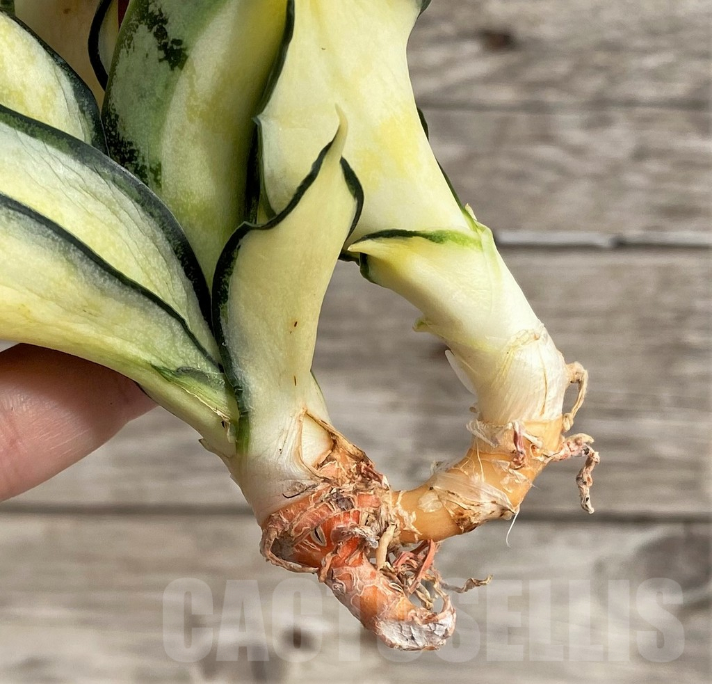 SHPR33999 Sansevieria ‘Golden Wendy’ - Image 4