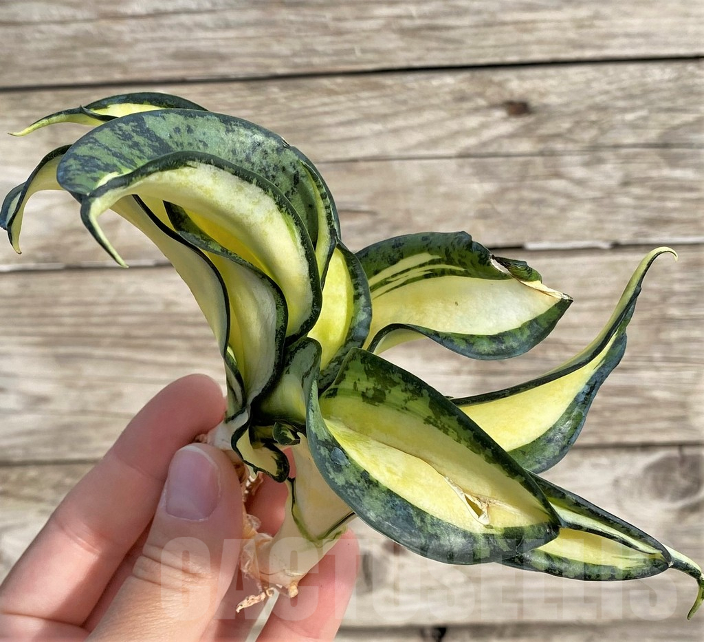 SHPR33999 Sansevieria ‘Golden Wendy’