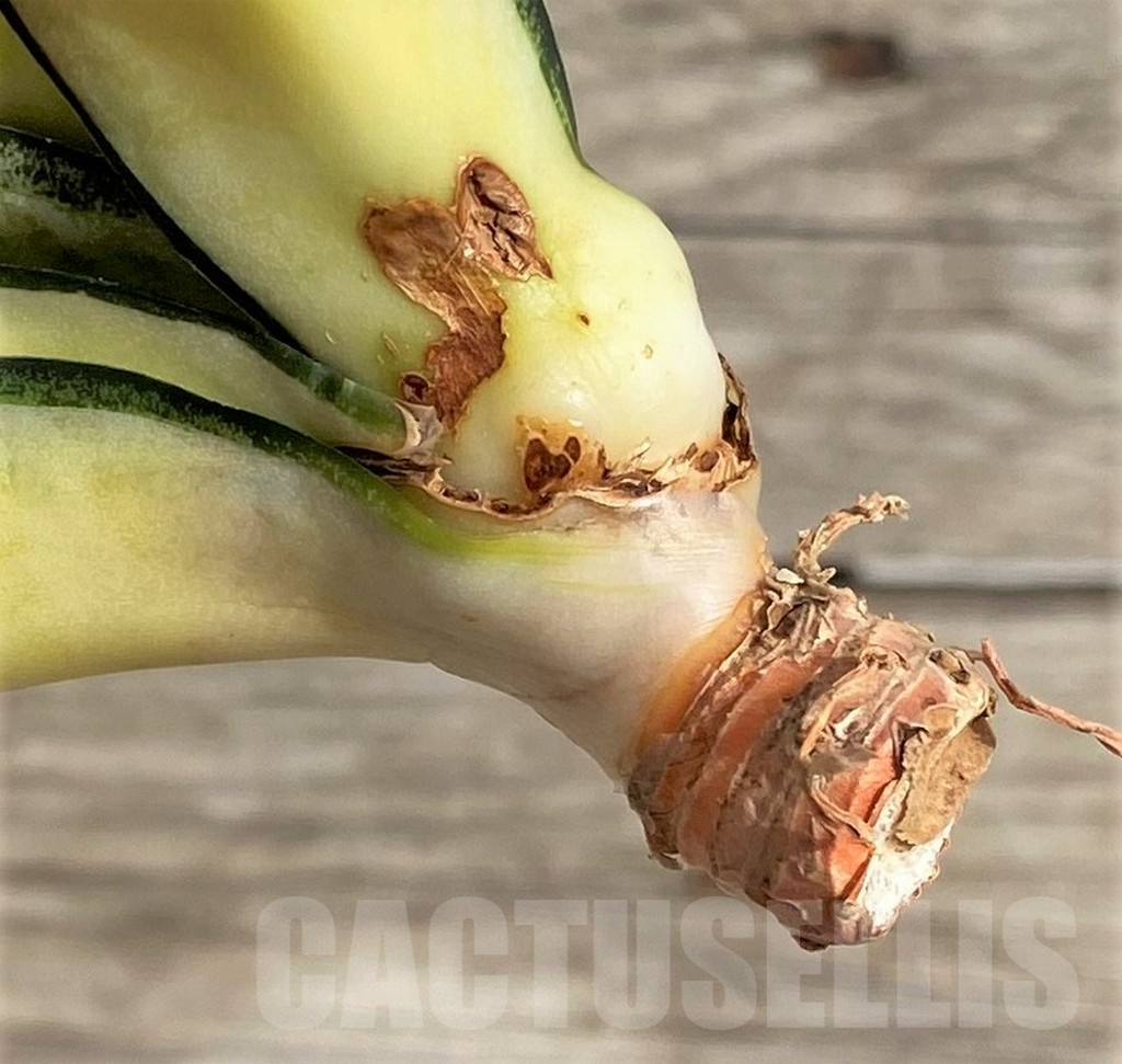 SHPR34000 Sansevieria ‘Golden Wendy’ - Image 3