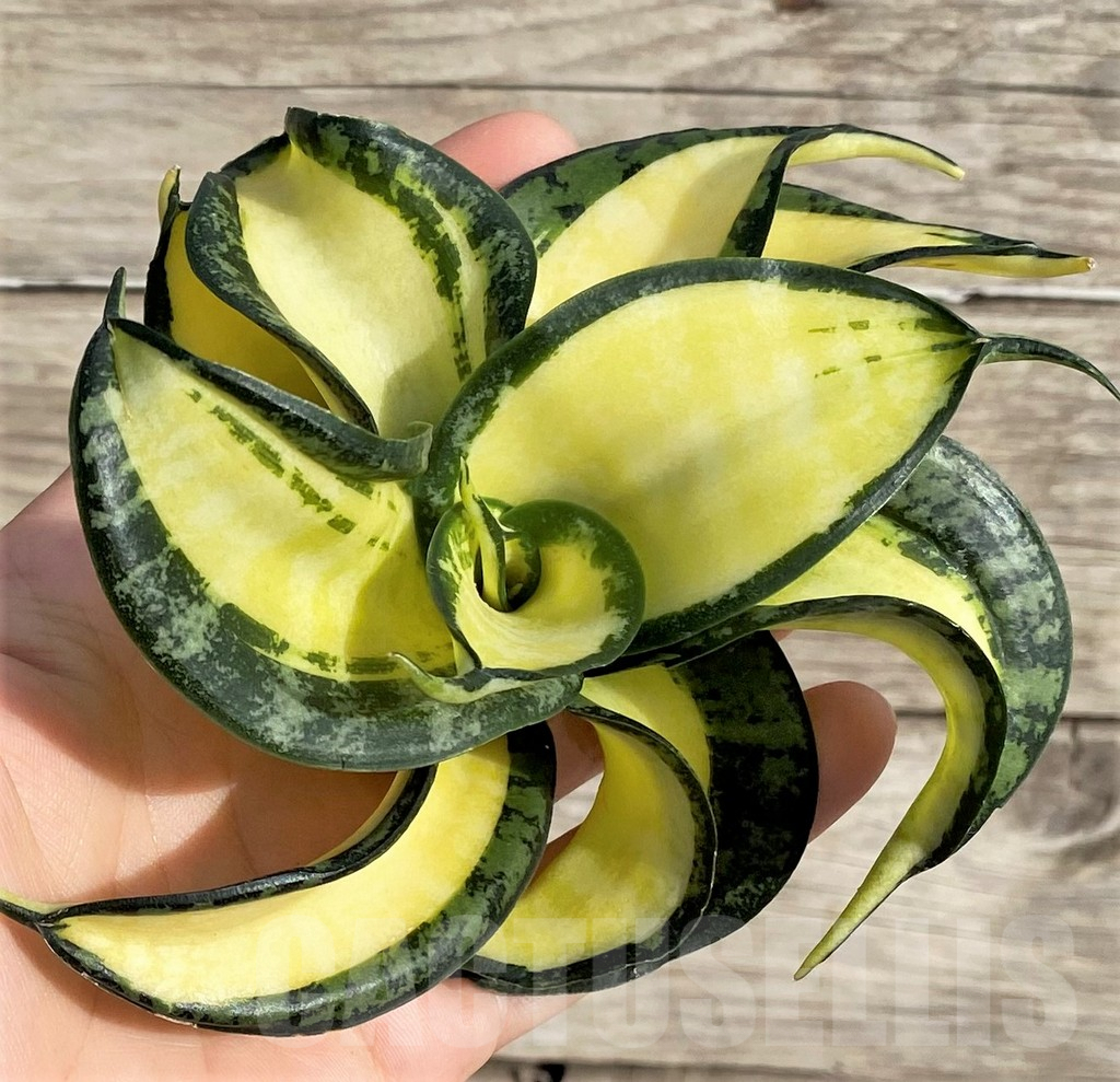 SHPR34000 Sansevieria ‘Golden Wendy’ - Image 2