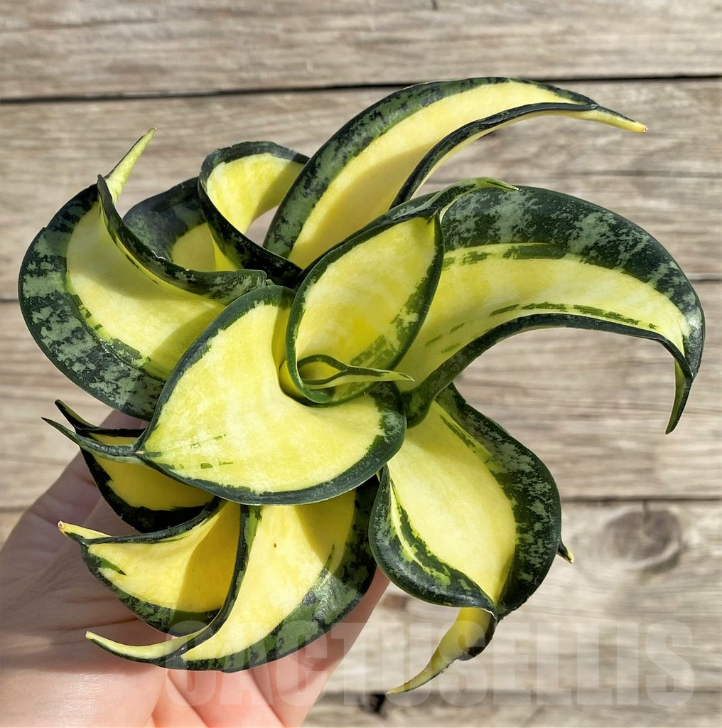 SHPR34000 Sansevieria ‘Golden Wendy’