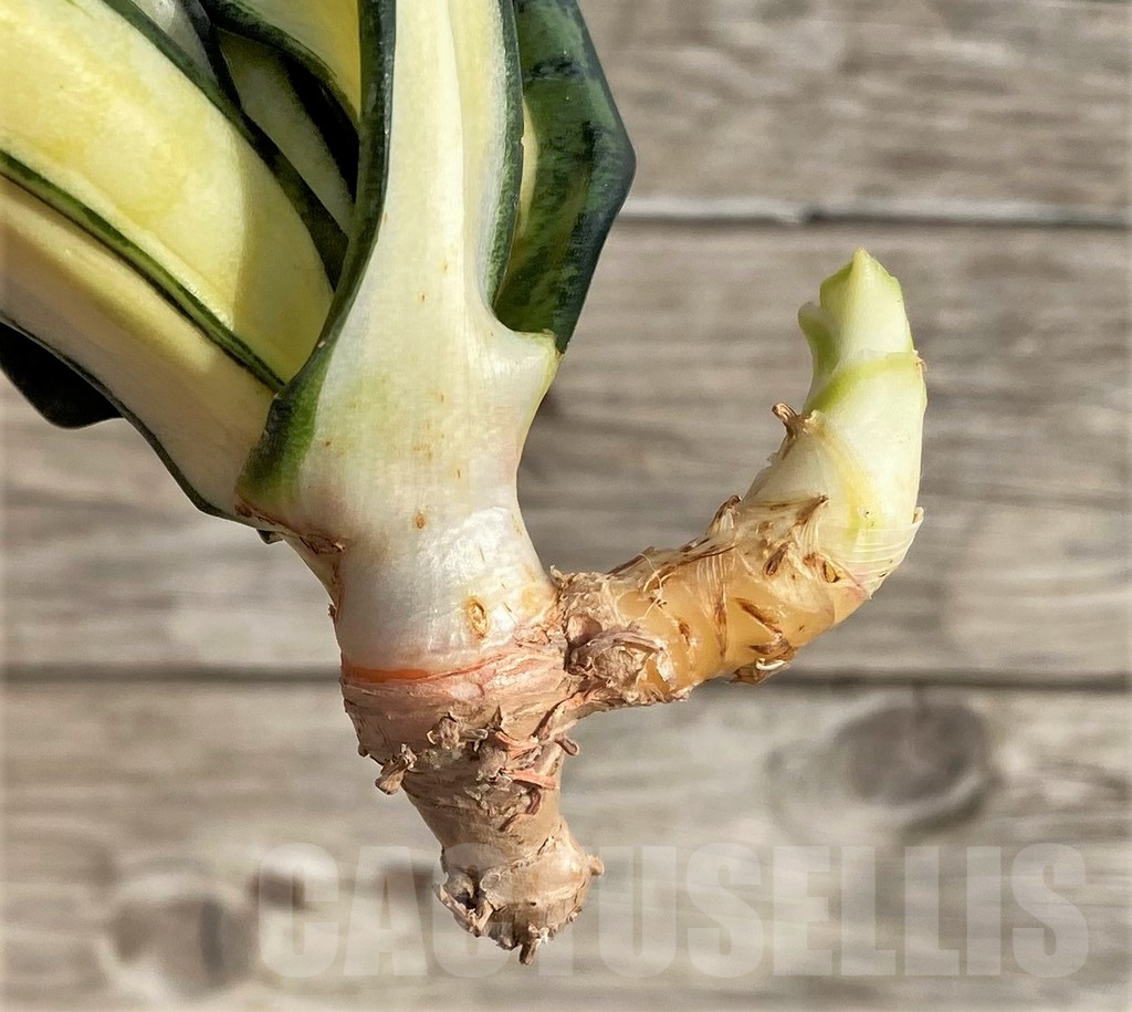 SHPR34001 Sansevieria ‘Golden Wendy’ - Image 2