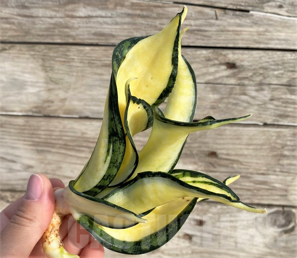 SHPR34001 Sansevieria ‘Golden Wendy’ - Image 3