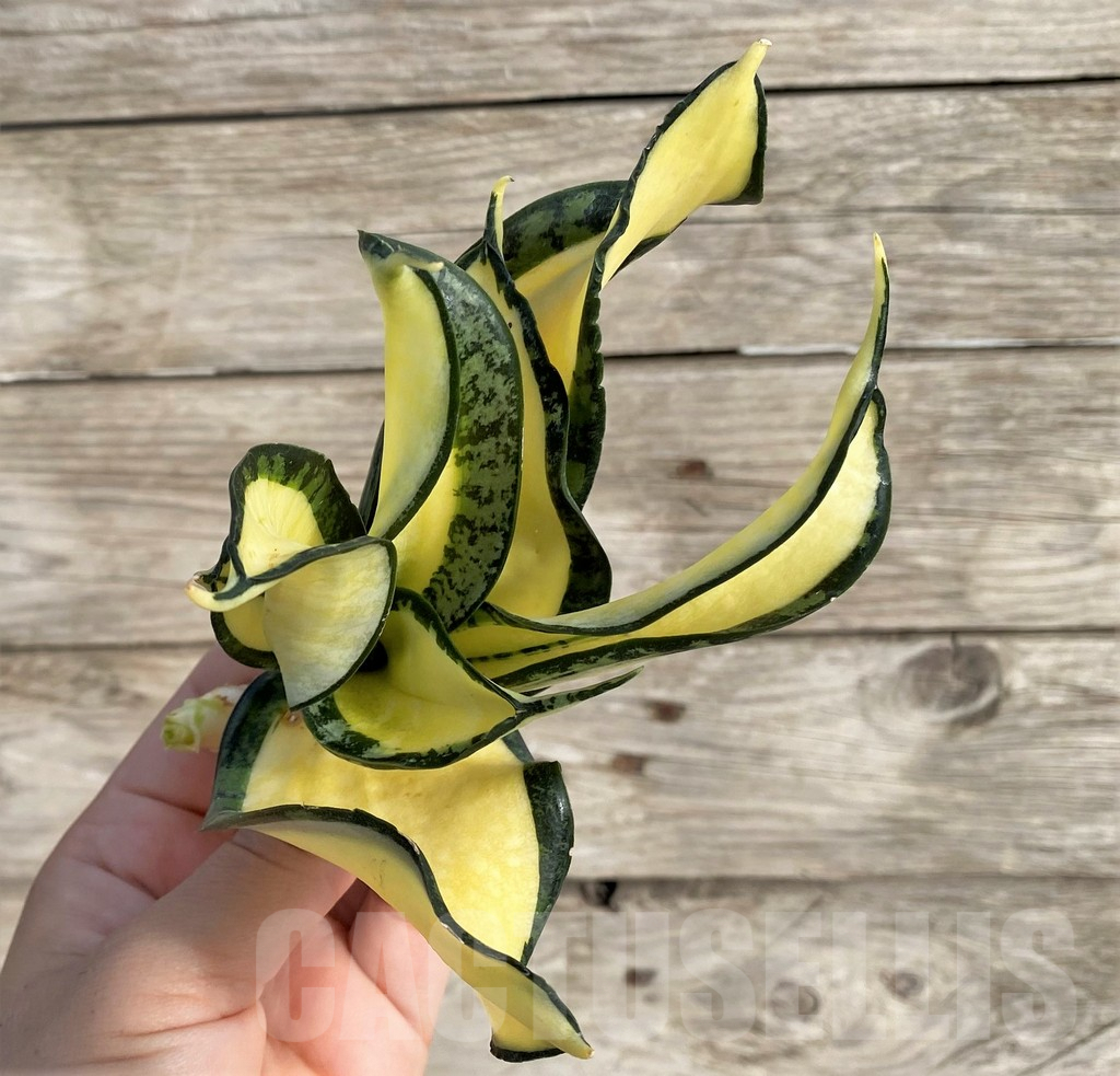 SHPR34001 Sansevieria ‘Golden Wendy’ - Image 4