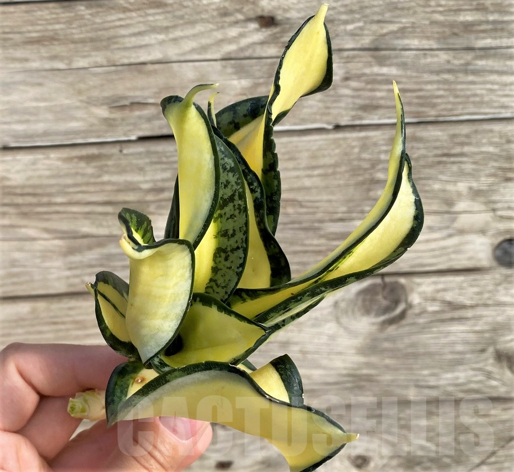 SHPR34001 Sansevieria ‘Golden Wendy’