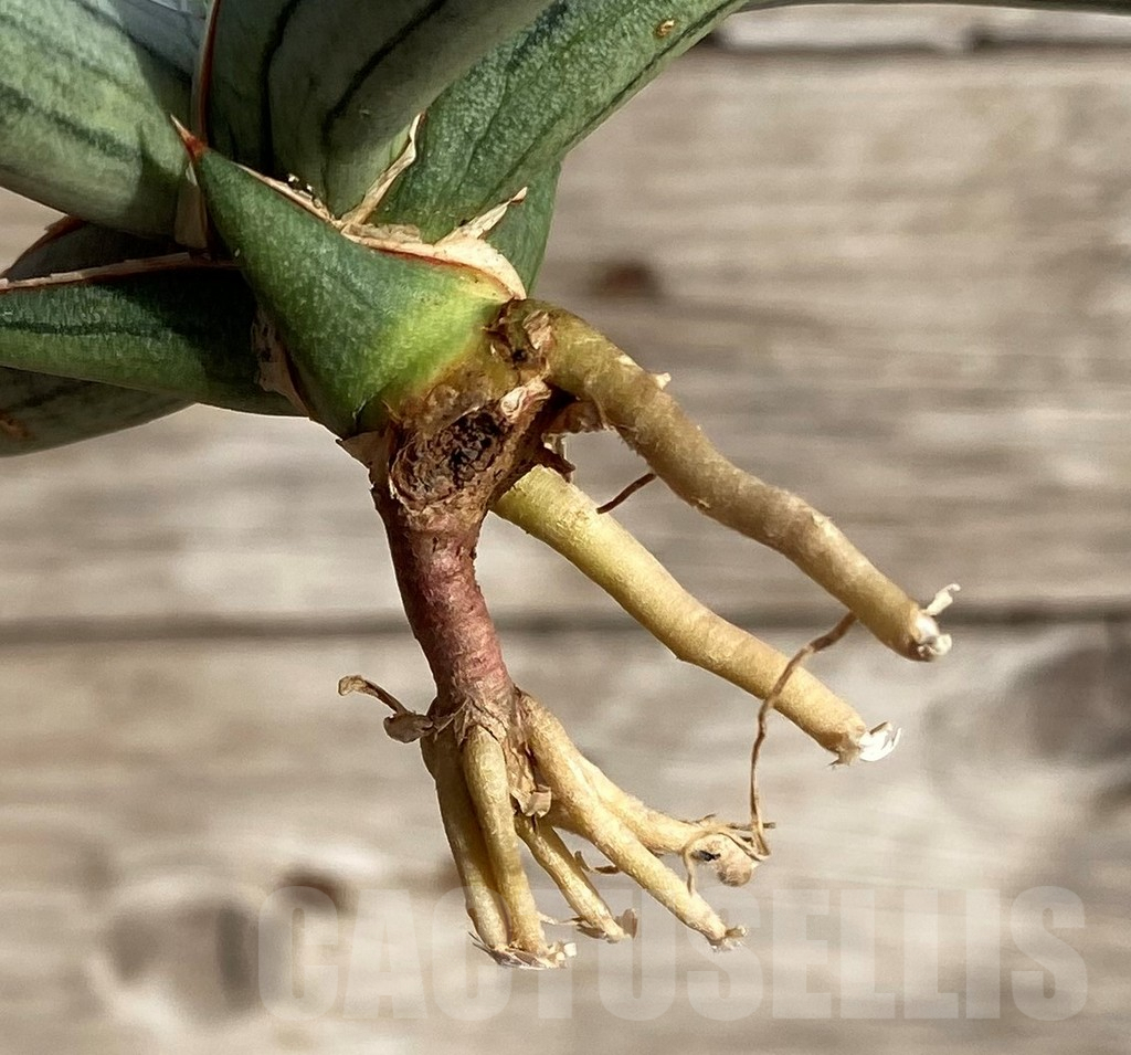 SHPR34003 Sansevieria 'Silver Clone' - Image 2