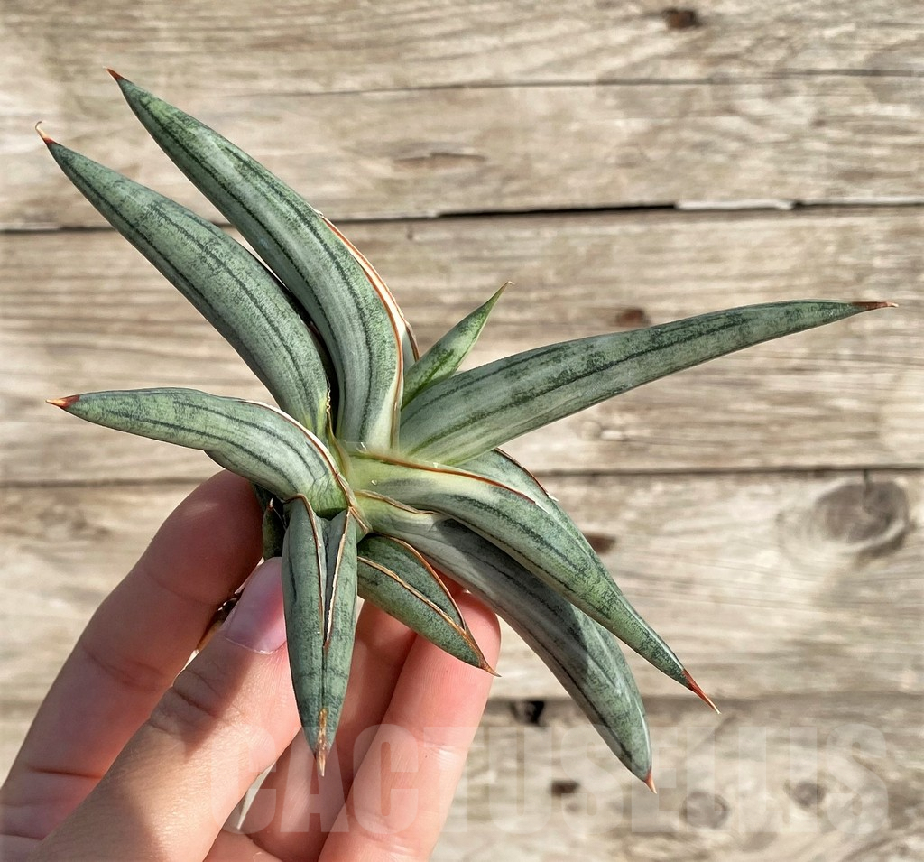 SHPR34003 Sansevieria 'Silver Clone' - Image 3