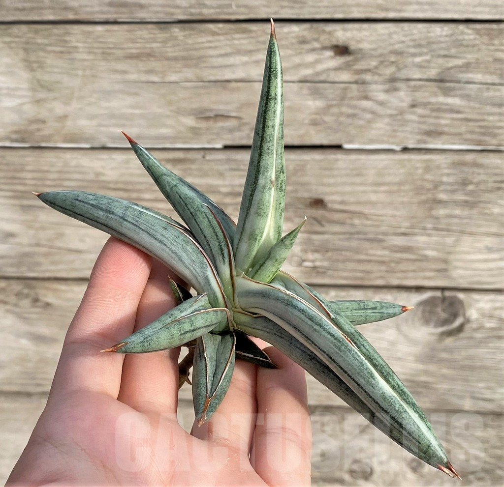 SHPR34003 Sansevieria 'Silver Clone' - Image 4