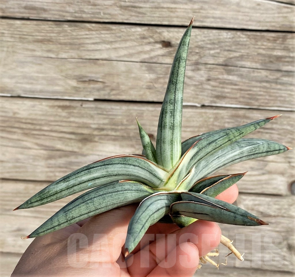 SHPR34003 Sansevieria 'Silver Clone'
