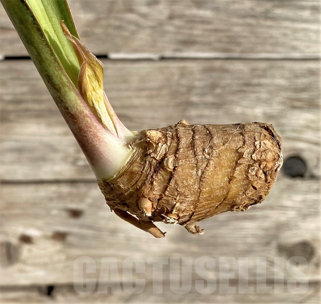 SHPR34015 Sansevieria 'Masoniana' – Bild 2