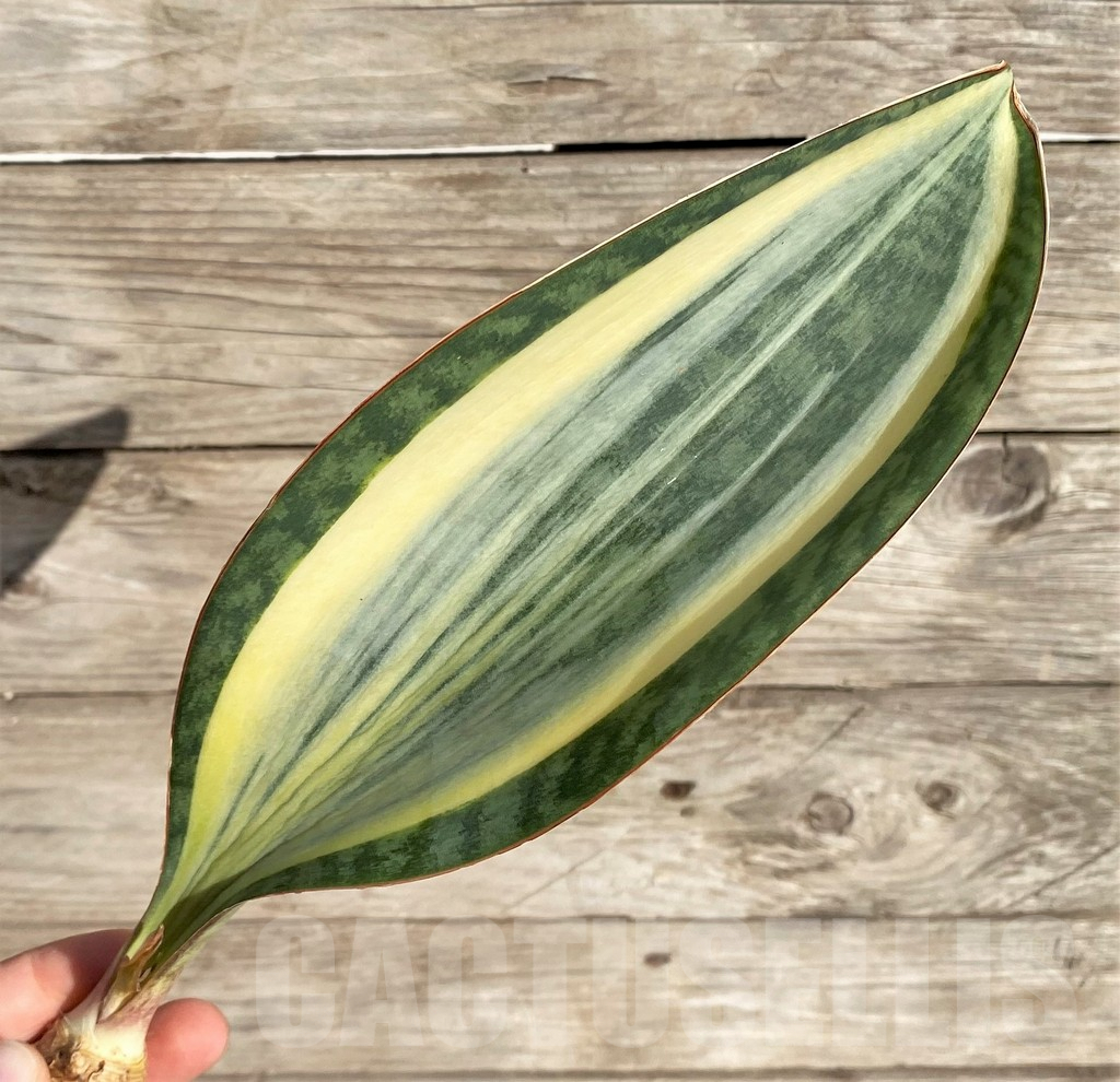 SHPR34015 Sansevieria 'Masoniana'