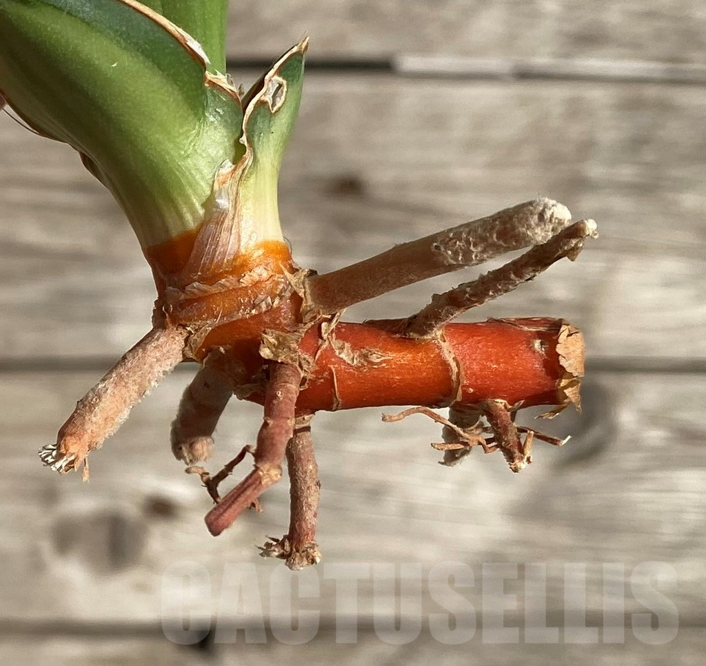 SHPR34024 Sansevieria arborescens f. variegata - Image 3