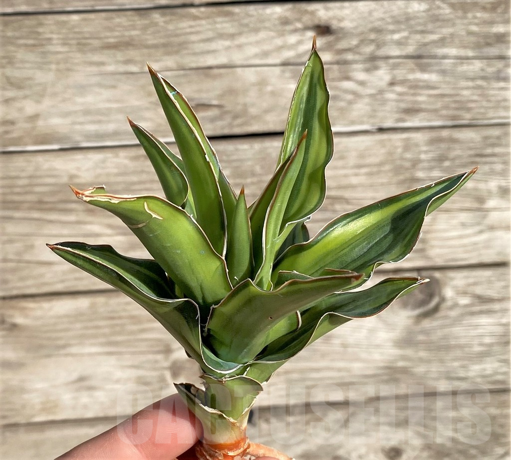 SHPR34024 Sansevieria arborescens f. variegata - Image 2