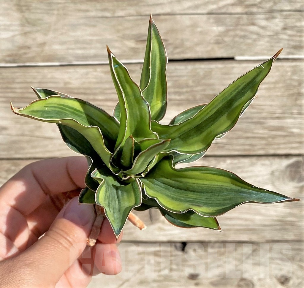 SHPR34024 Sansevieria arborescens f. variegata