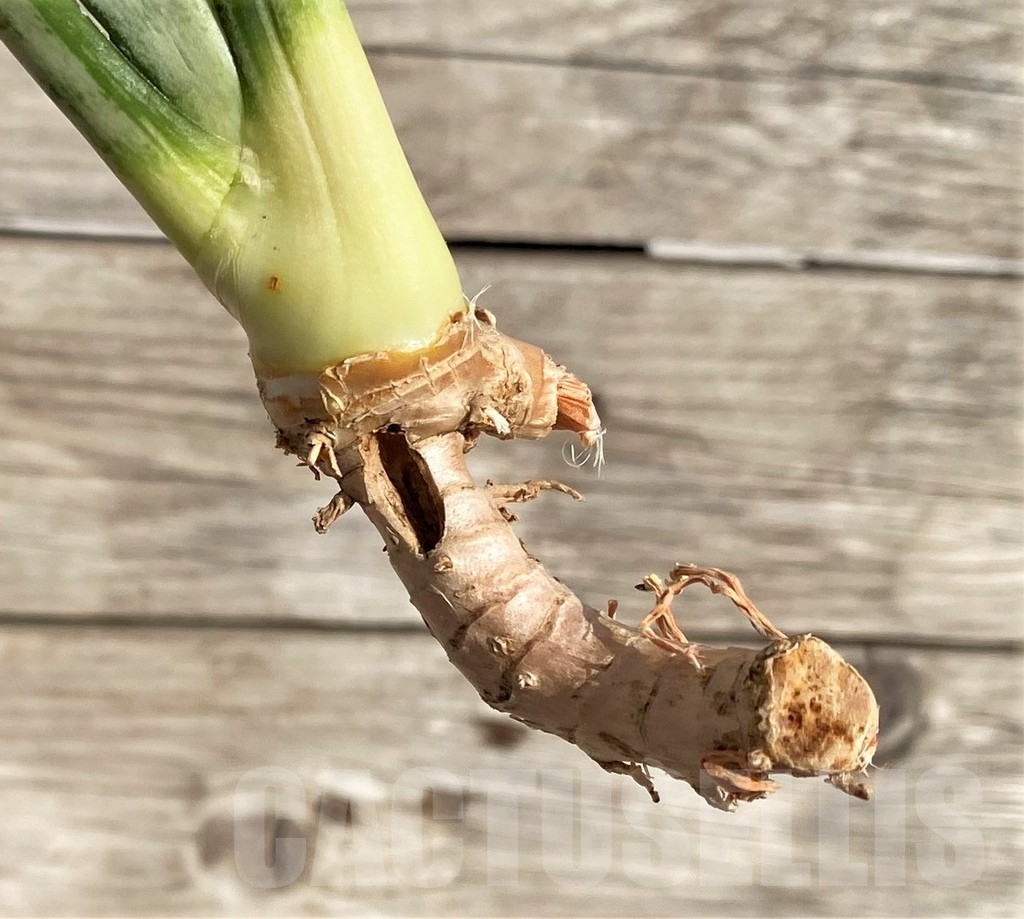 SHPR34028 Sansevieria ‘Brazilian Moonshine’ - Image 2