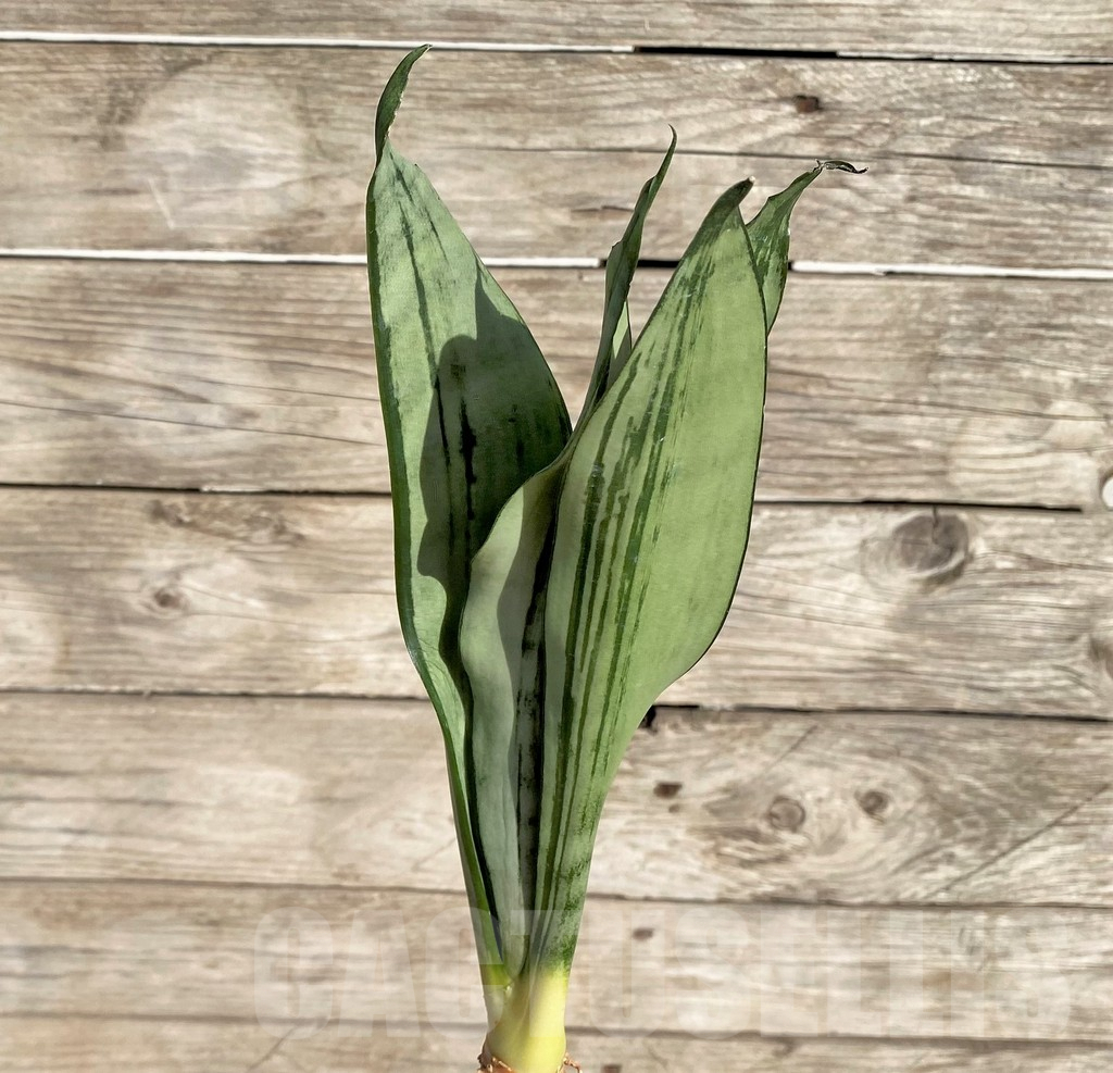 SHPR34028 Sansevieria ‘Brazilian Moonshine’ - Image 3
