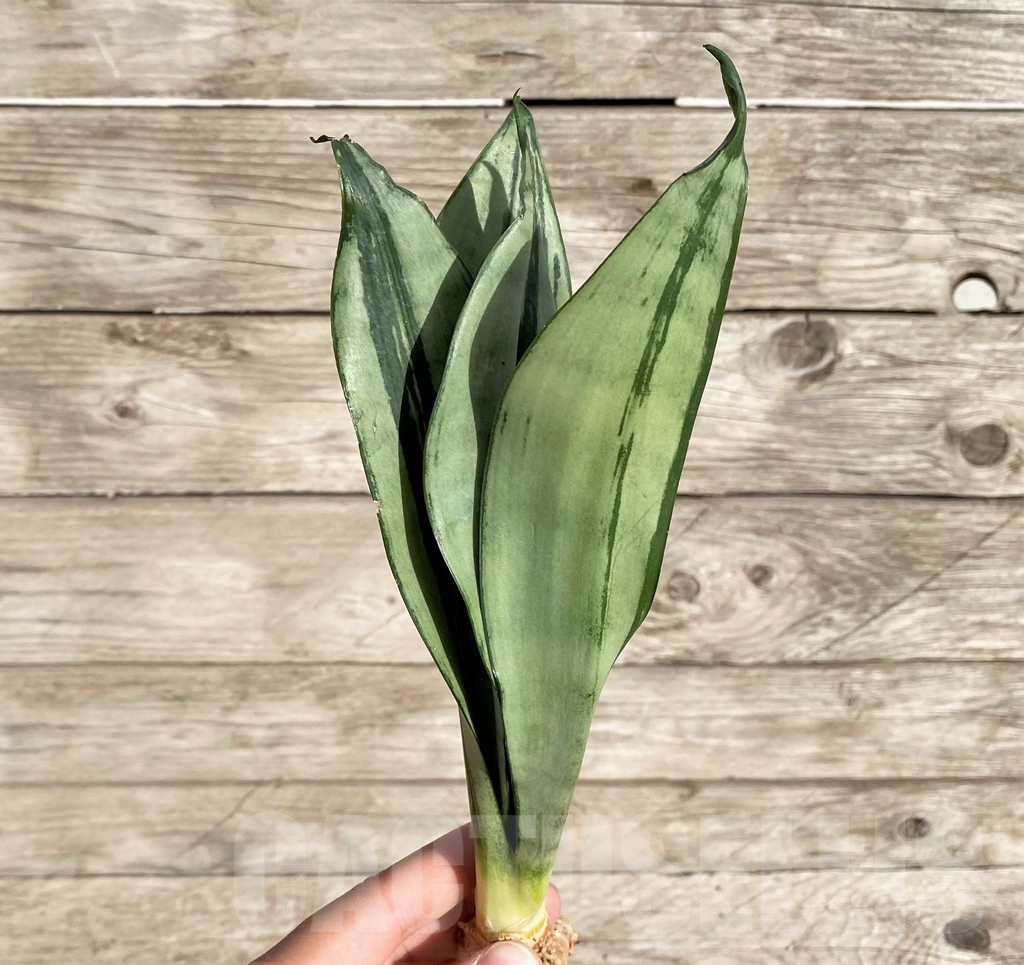 SHPR34028 Sansevieria ‘Brazilian Moonshine’