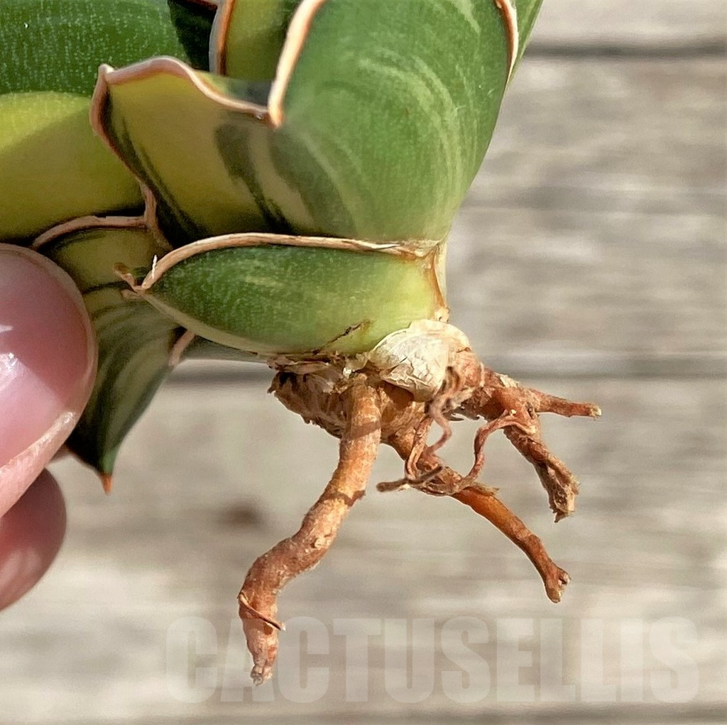 SHPR34031 Sansevieria ‘Samurai Dwarf’ f. variegata - Image 4