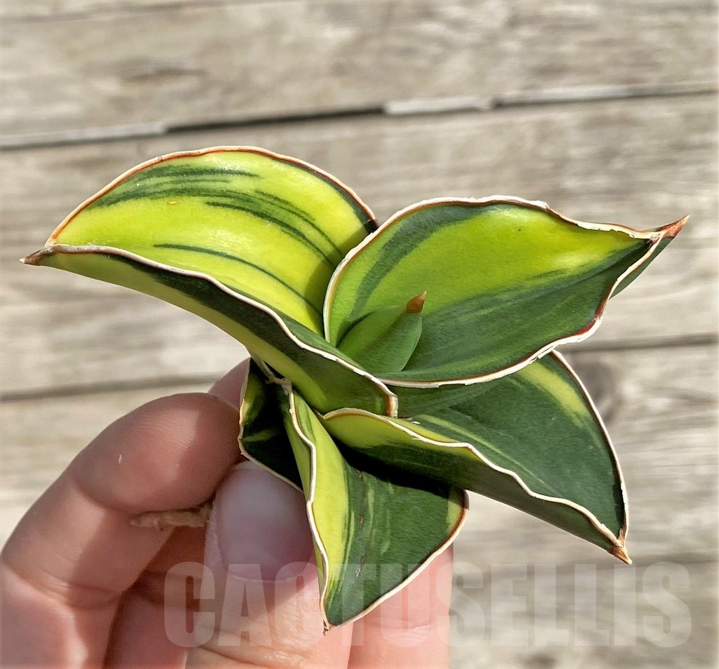 SHPR34031 Sansevieria ‘Samurai Dwarf’ f. variegata - Image 3