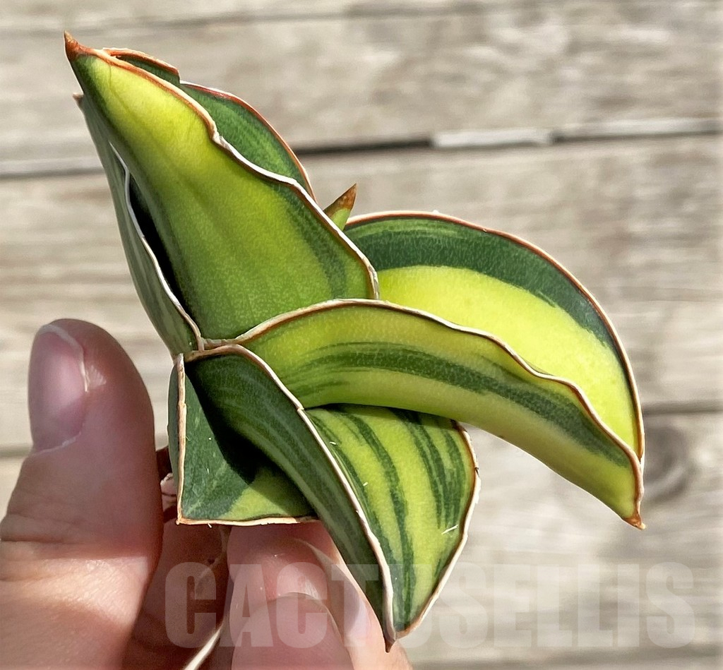 SHPR34031 Sansevieria ‘Samurai Dwarf’ f. variegata - Image 2