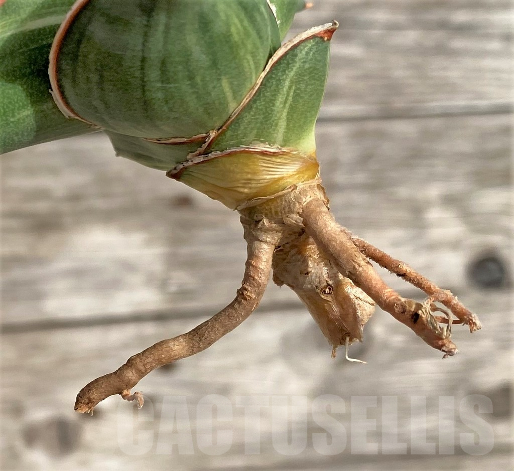 SHPR34032 Sansevieria ‘Samurai Dwarf’ f. variegata - Image 3