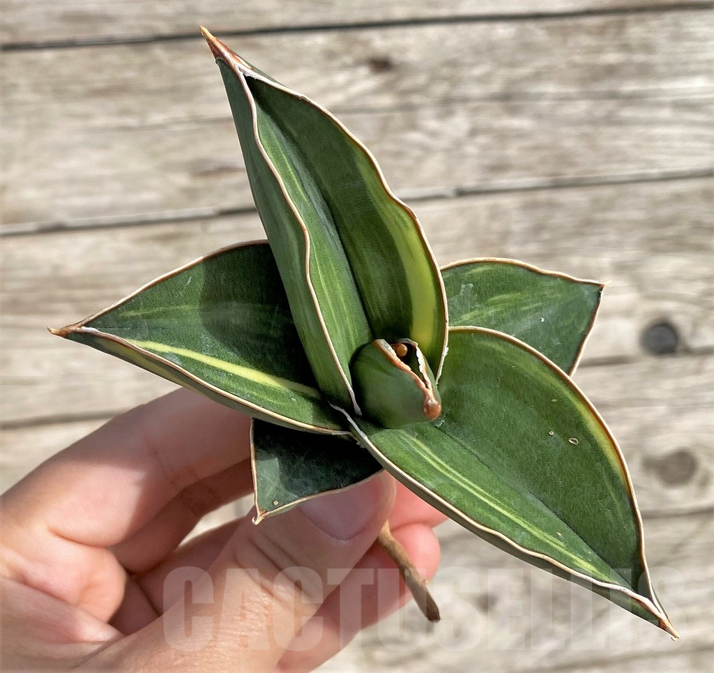 SHPR34032 Sansevieria ‘Samurai Dwarf’ f. variegata - Image 2