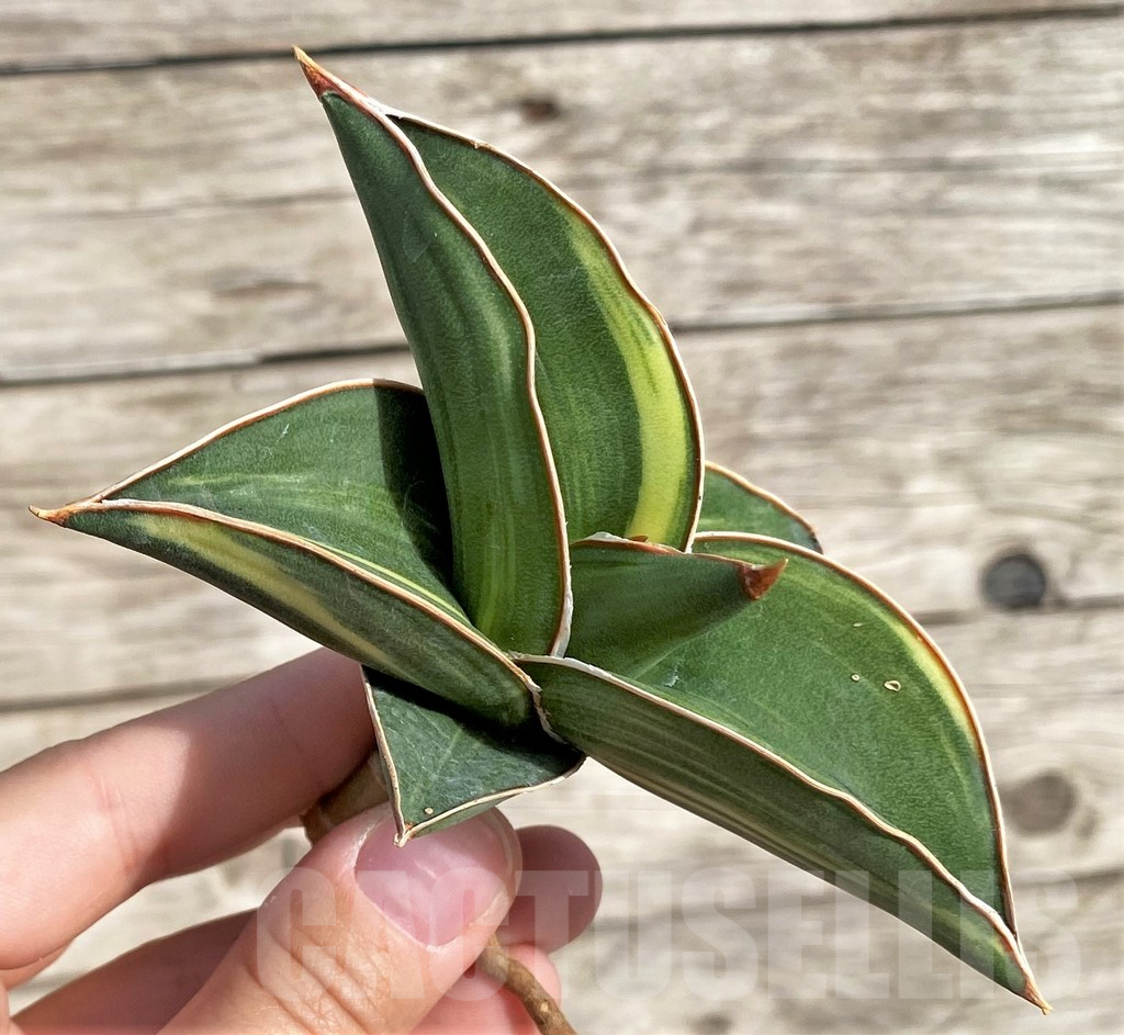 SHPR34032 Sansevieria ‘Samurai Dwarf’ f. variegata