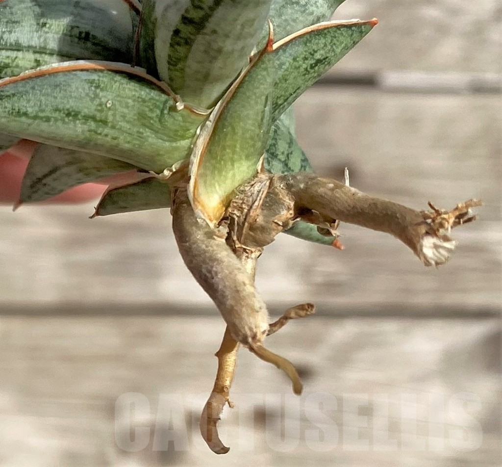 SHPR34035 Sansevieria 'Blue Clone' - Зображення 3
