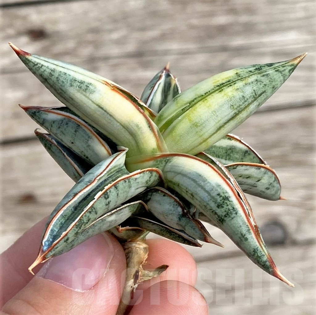 SHPR34035 Sansevieria 'Blue Clone'