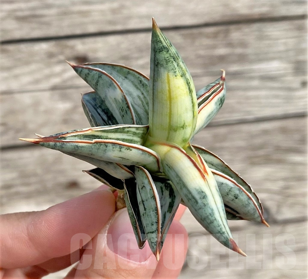 SHPR34035 Sansevieria 'Blue Clone' - Зображення 2