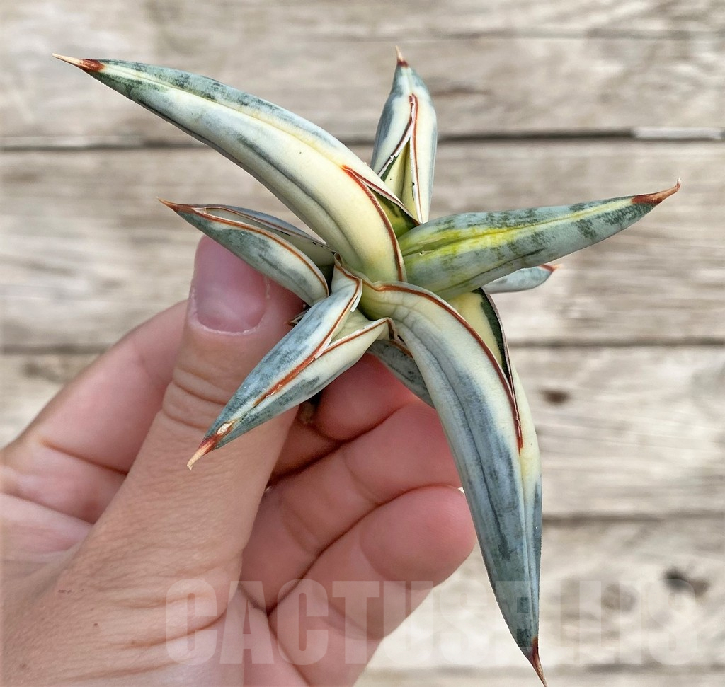 SHPR34036 Sansevieria 'Blue Clone' - Зображення 2