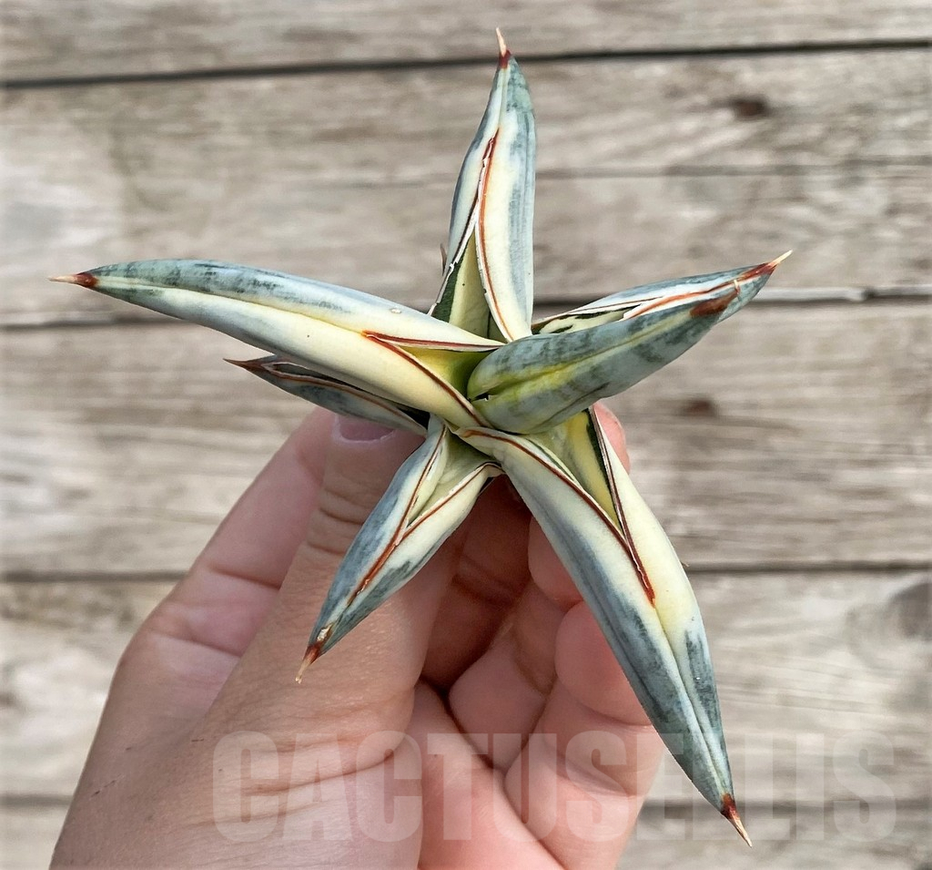 SHPR34036 Sansevieria 'Blue Clone'