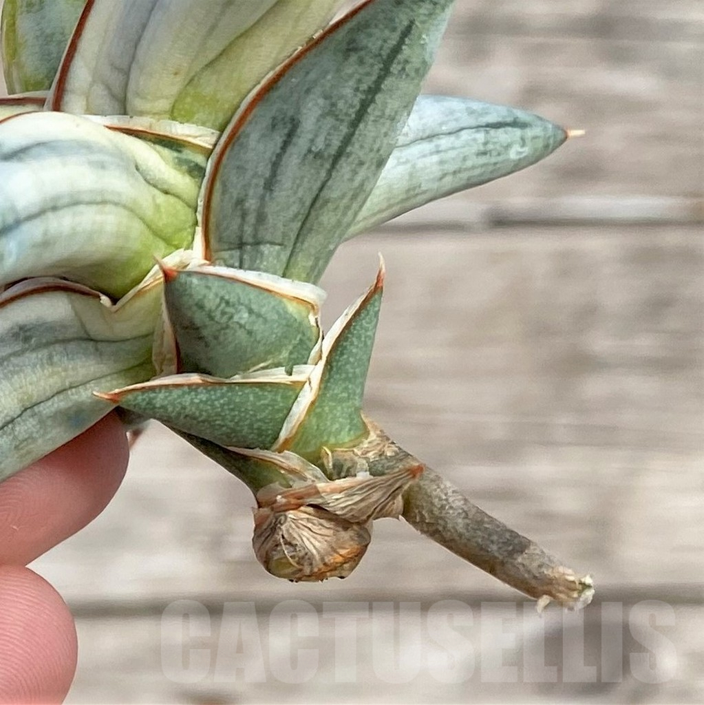 SHPR34036 Sansevieria 'Blue Clone' - Зображення 3