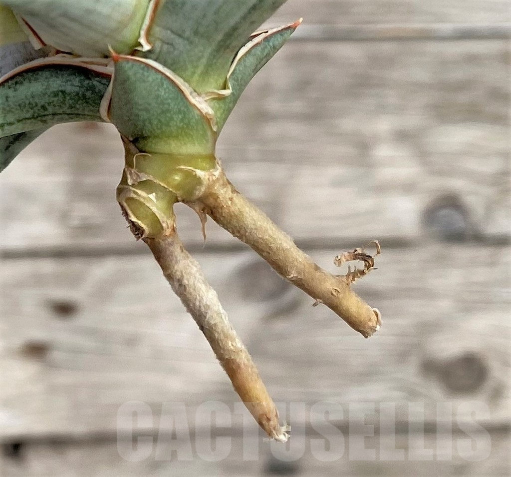 SHPR34037 Sansevieria 'Blue Clone' - Imagen 3