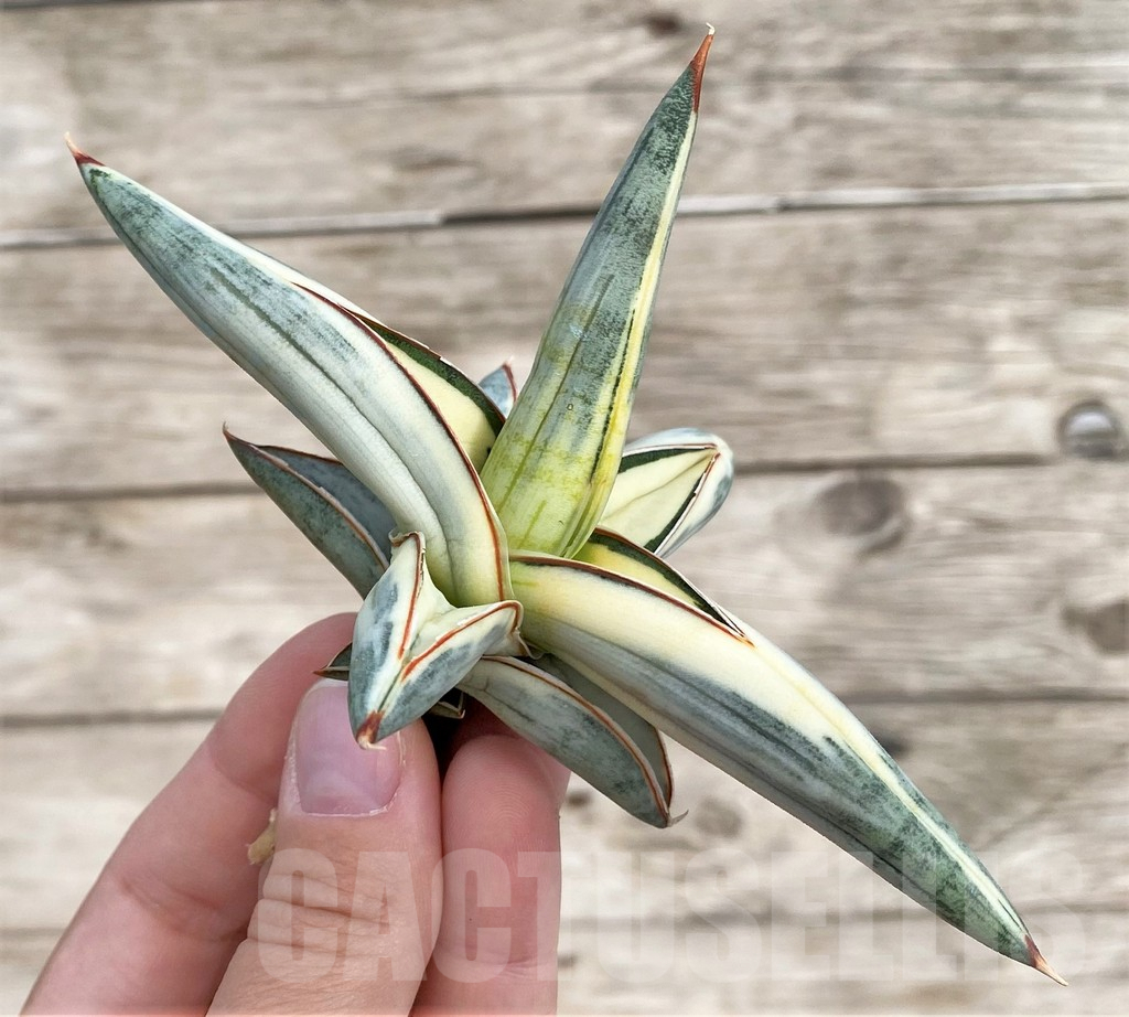 SHPR34037 Sansevieria 'Blue Clone' - Imagen 2