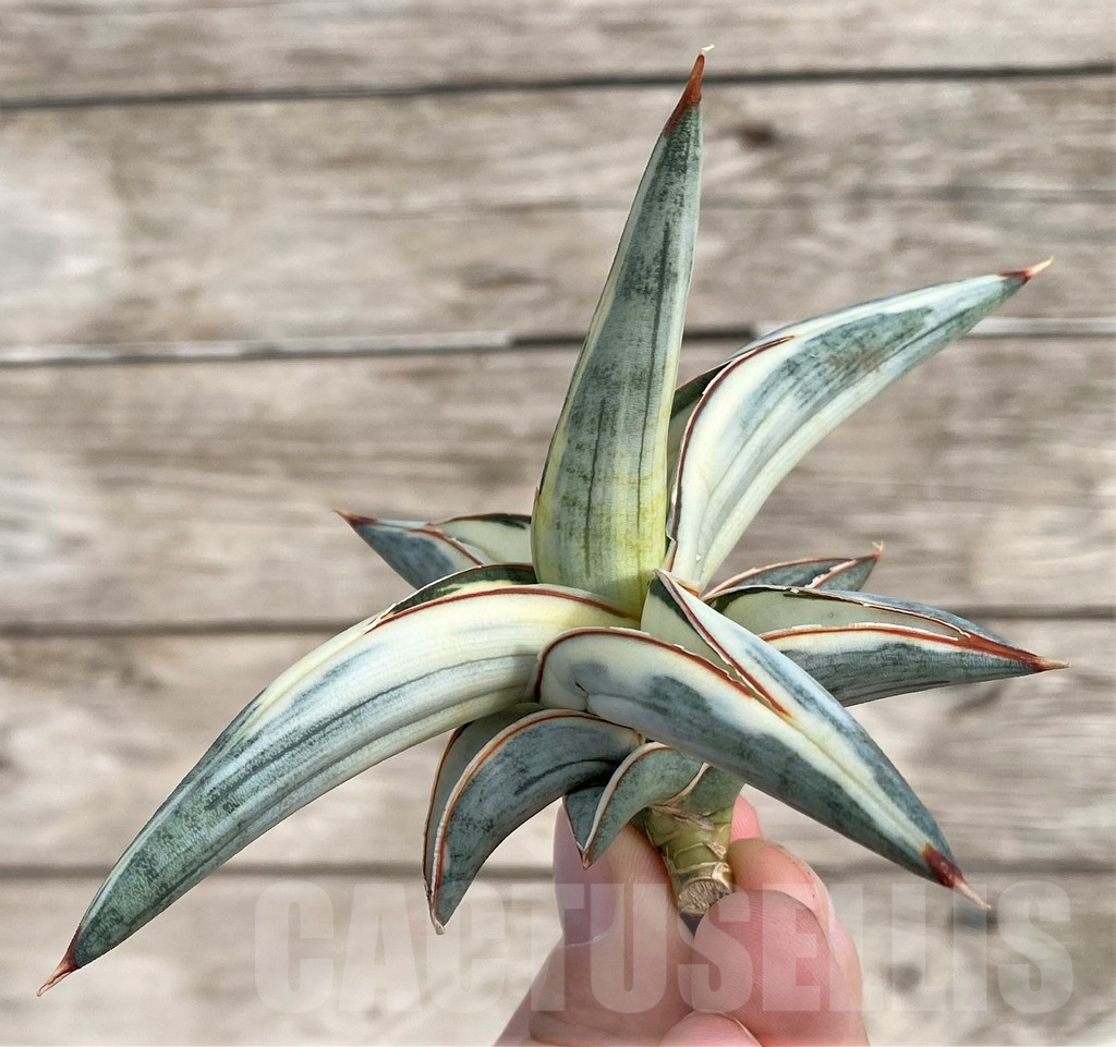 SHPR34037 Sansevieria 'Blue Clone'