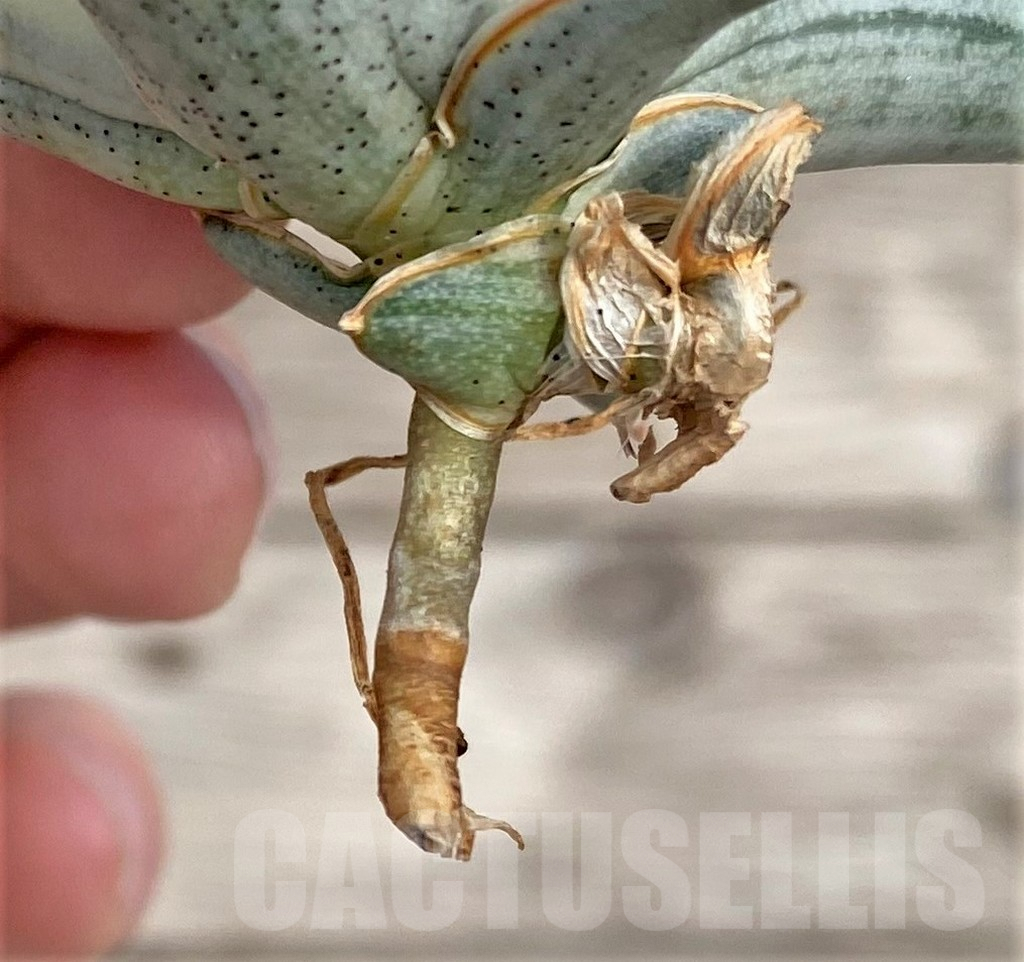 SHPR34038 Sansevieria 'Blue Clone' - Image 4