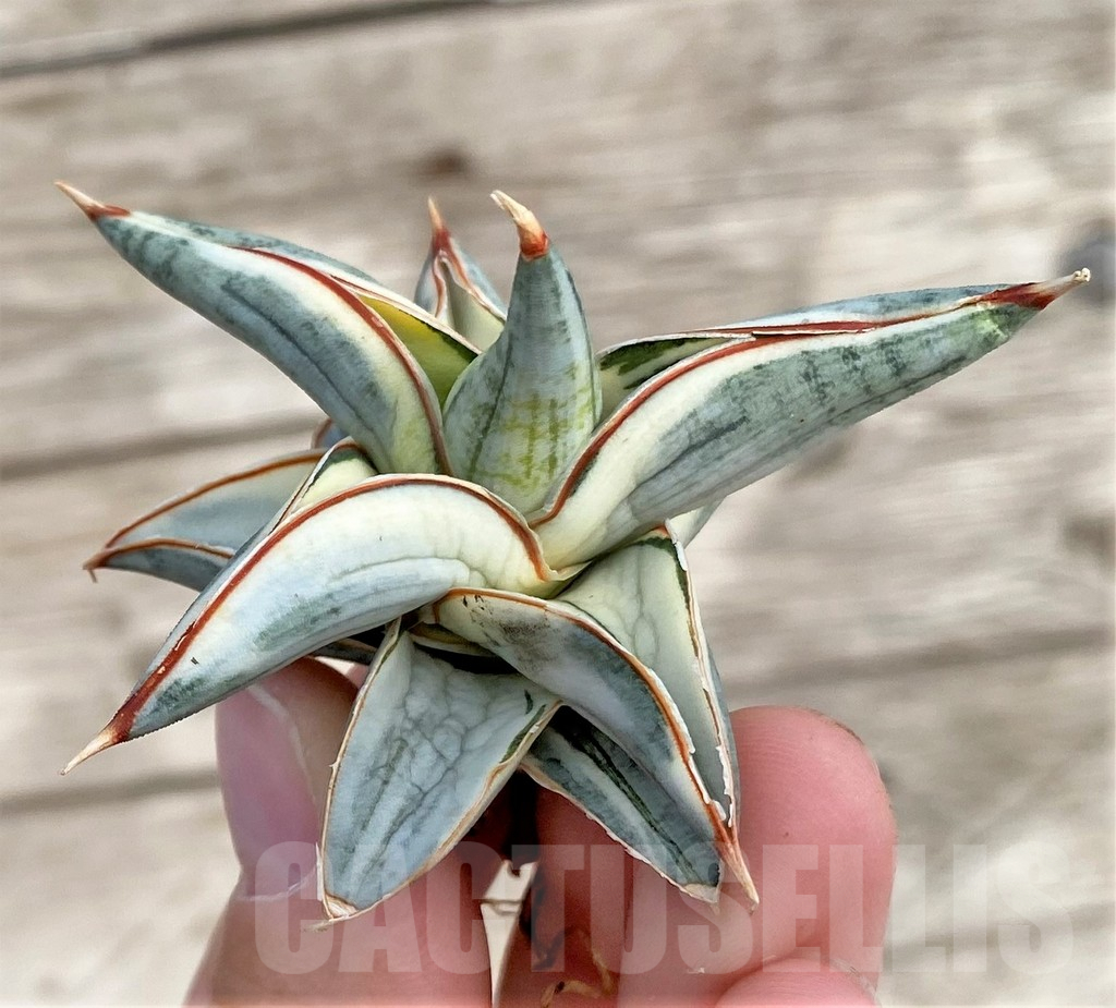 SHPR34038 Sansevieria 'Blue Clone' - Image 3