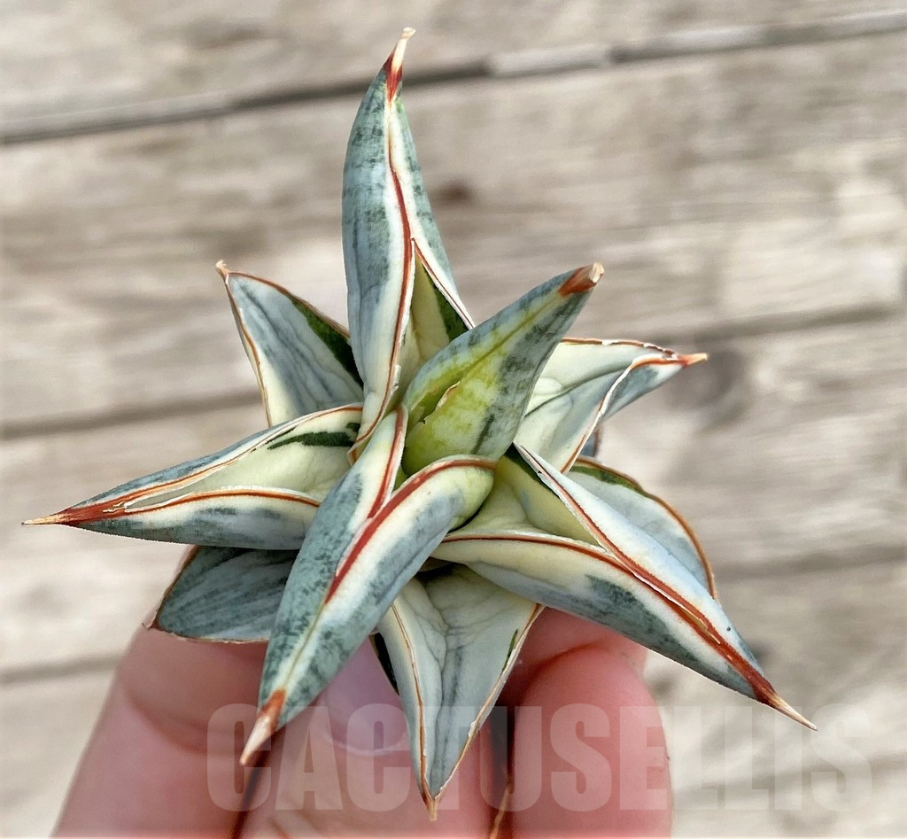 SHPR34038 Sansevieria 'Blue Clone' - Image 2