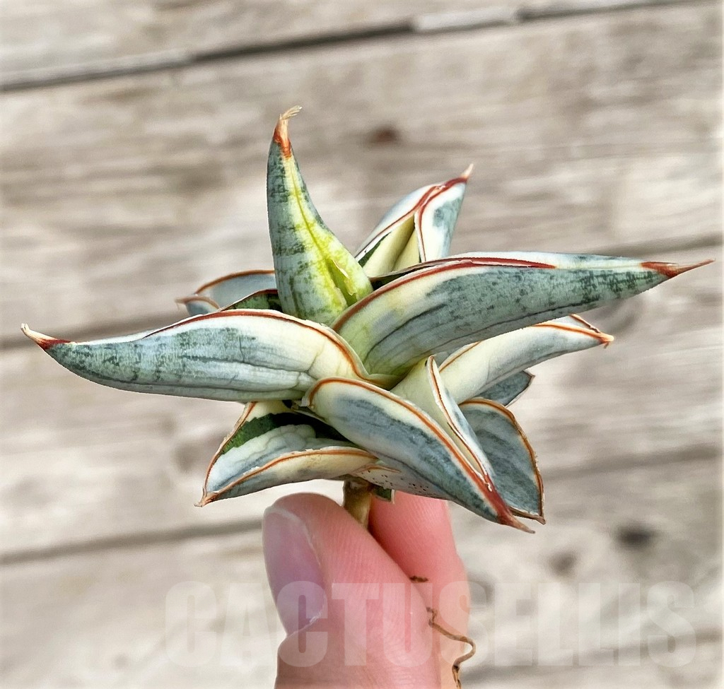 SHPR34038 Sansevieria 'Blue Clone'
