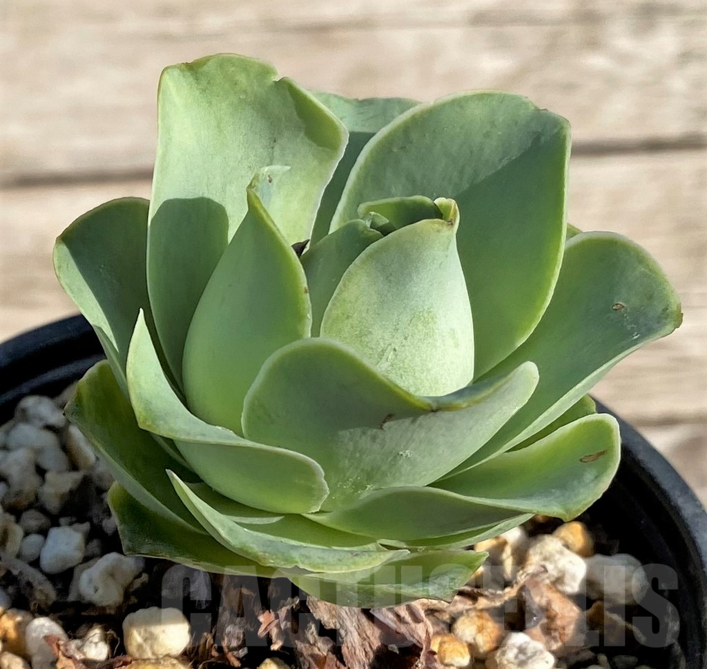 SHPR34159 Greenovia sp. - Image 2