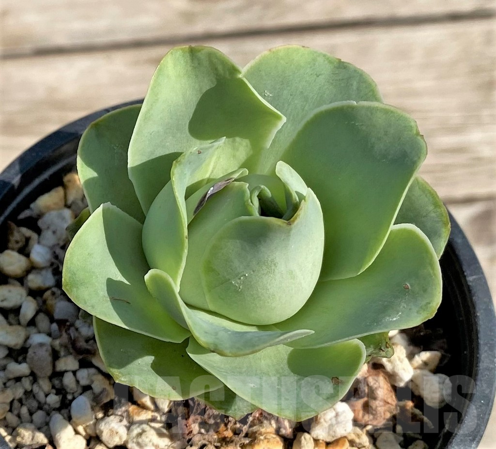 SHPR34159 Greenovia sp.