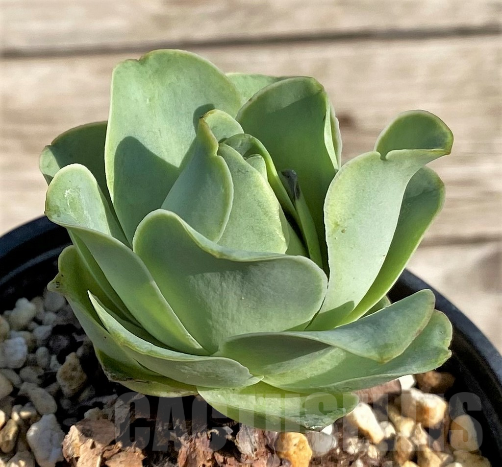 SHPR34159 Greenovia sp. - Image 3